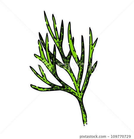 food dill sketch hand drawn vector food dill sketch hand drawn vector 109770729