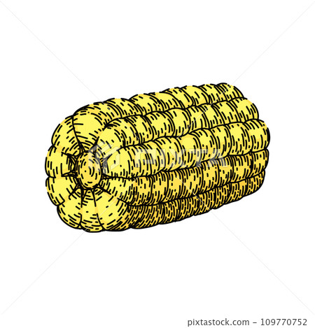 cob corn sketch hand drawn vector cob corn sketch hand drawn vector 109770752