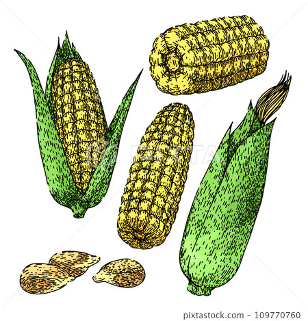 corn set sketch hand drawn vector 109770760