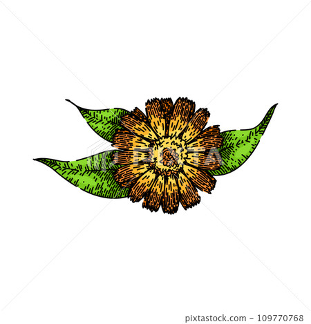 plant calendula sketch hand drawn vector plant calendula sketch hand drawn vector 109770768