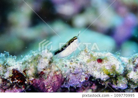 白線斑蚊坐在珊瑚上 白線斑蚊坐在珊瑚上 109770995