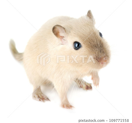 Close-up of a cute young gerbil pet looking up, with a soft cream coat and dark eyes Close-up of a cute young gerbil pet looking up, with a soft cream coat and dark eyes 109771558