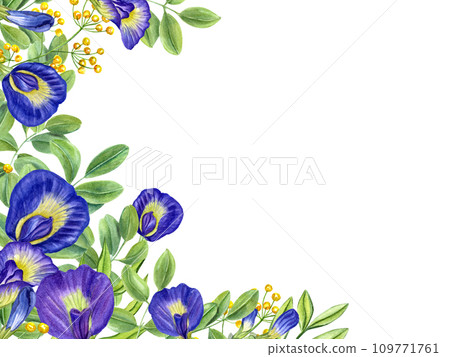Frame with Thai blue and yellow flowers. Tropical plant, Ipomoea, clitoria ternatea, bluebellvine. Watercolor illustration isolated on white. For package, greetings, invitation. Space for text Frame with Thai blue and yellow flowers. Tropical plant, Ipomoea, clitoria ternatea, bluebellvine. Watercolor illustration isolated on white. For package, greetings, invitation. Space for text 109771761
