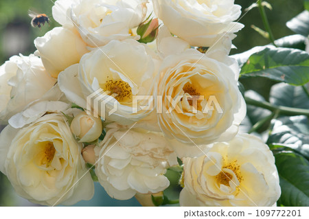 beautiful  aromatic ivory  roses with soft yellow core blooming in garden  at sunny morning. macro 109772201
