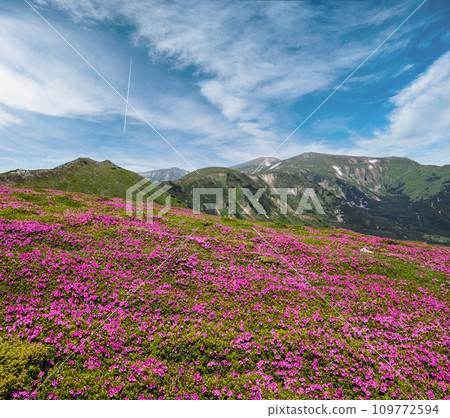 Blossoming slopes (rhododendron flowers ) of Carpathians. 109772594