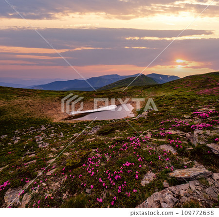 Pink rose rhododendron flowers on summer mountain slope 109772638
