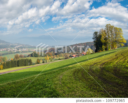 Autumn countryside view with green winter crops on fields, groves end forest 109772965