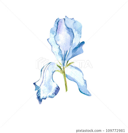 Watercolor illustration of a delicate blue iris. Hand painted floral illustration of spring flower on white isolated background. Design for greeting cards or invitations. For Mother's day, Women's day 109772981