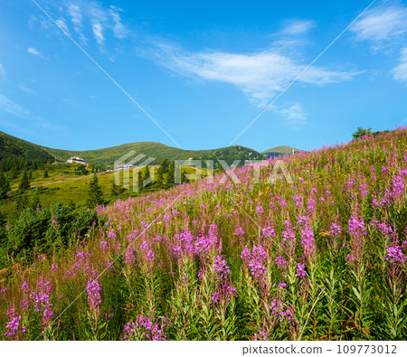 Pink blooming Sally and yellow hypericum flowers on summer mountain slope. In far - Pozhyzhevska weather and botanic stations (building was laid in 1901), Chornohora ridge, Carpathian, Ukraine. Pink blooming Sally and yellow hypericum flowers on summer mountain slope. In far - Pozhyzhevska weather and botanic stations (building was laid in 1901), Chornohora ridge, Carpathian, Ukraine. 109773012