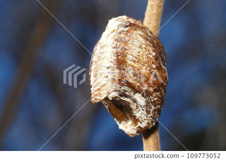 大腹螳螂卵 109773052