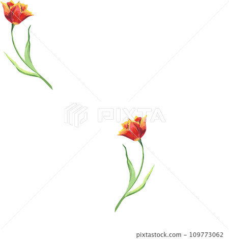 Watercolor red irises seamless pattern. Hand drawn illustration with colorful spring flowers for textile design or wrapping paper. Texture for print on isolated background. Design for textile. Floral  109773062