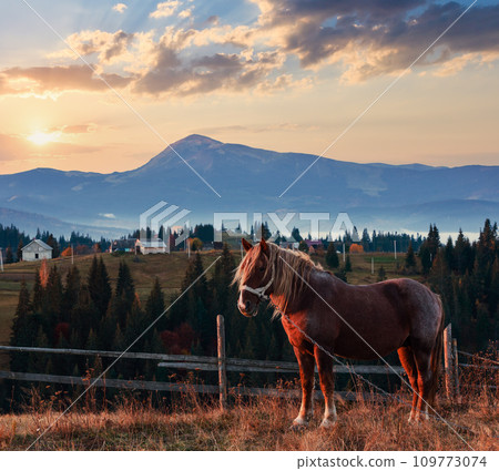 Horse and early morning autumn Carpathian mountain village, Ukraine. 109773074