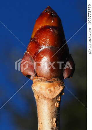 七葉樹葉疤和冬芽 七葉樹葉疤和冬芽 109773779