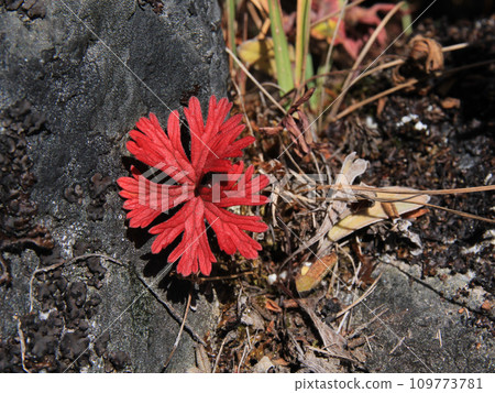 Bright red plant growing in high altitude, Nepal. 109773781