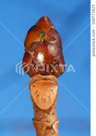 Horse chestnut leaf scars and winter buds Horse chestnut leaf scars and winter buds 109773825