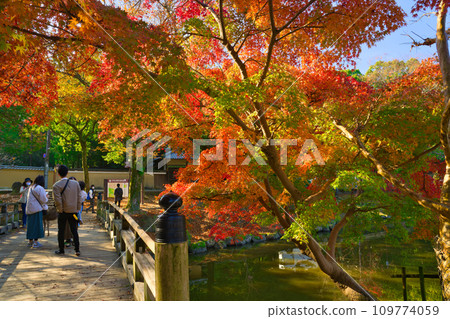 [Nara Prefecture] November: Nara Park and deer with autumn leaves (Autumn image) 109774059