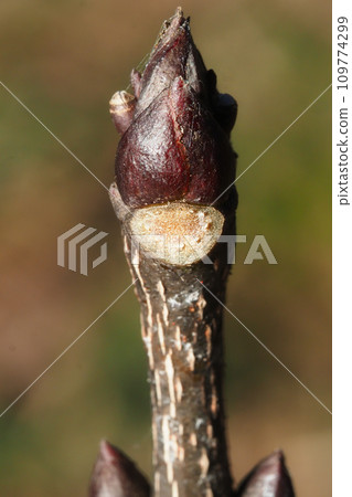 Gonzui leaf scars and winter buds Gonzui leaf scars and winter buds 109774299