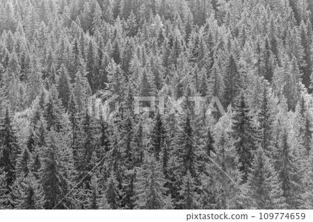 Spruce trees forest in the mountains at summer day. Spruce trees forest in the mountains at summer day. 109774659