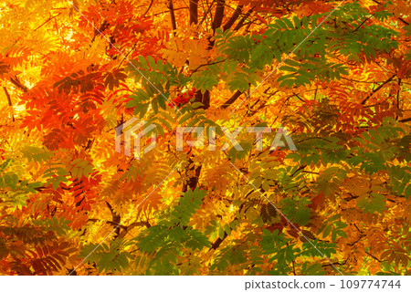 Rowan berry leaves on the branches in the park. 109774744