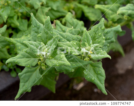 Tuluna medicinal plant Tuluna medicinal plant 109774747