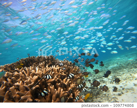 沖繩石垣島海域的珊瑚和熱帶魚 沖繩石垣島海域的珊瑚和熱帶魚 109774808