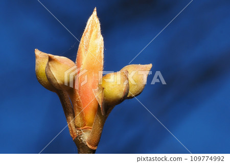黑鰭金槍魚的芽 黑鰭金槍魚的芽 109774992