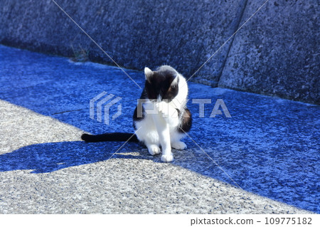 [Kagawa Prefecture] Many cats living on Cat Island (Sayagi Island) 109775182
