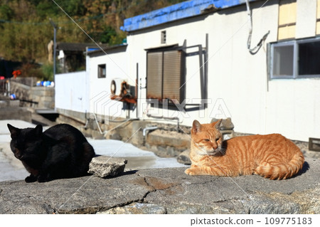 [Kagawa Prefecture] Many cats living on Cat Island (Sayagi Island) 109775183