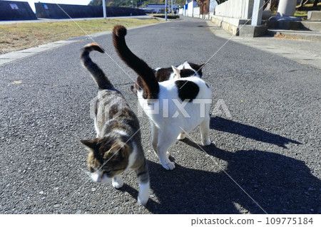 [Kagawa Prefecture] Many cats living on Cat Island (Sayagi Island) 109775184