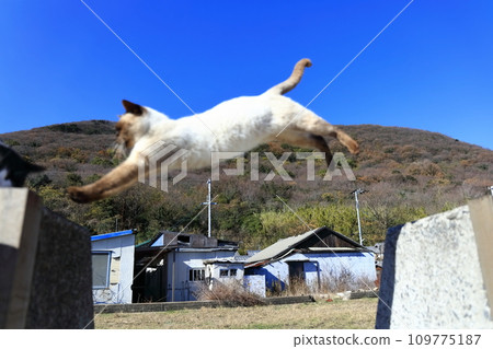 [香川縣] 貓島（狹柳島）住著許多貓 109775187