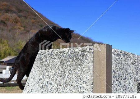[Kagawa Prefecture] Many cats living on Cat Island (Sayagi Island) 109775192
