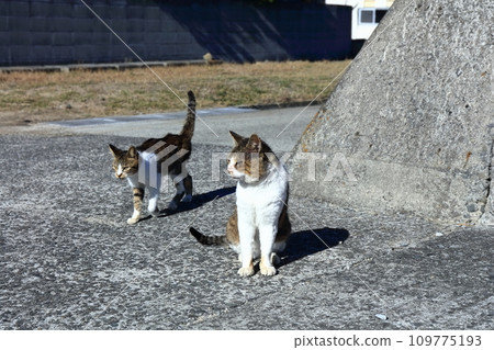 [香川縣] 貓島（狹柳島）住著許多貓 109775193