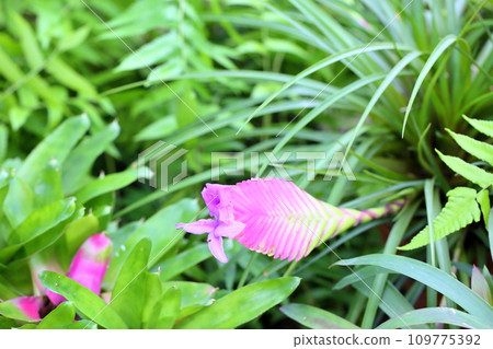 Hana鳳梨花 109775392