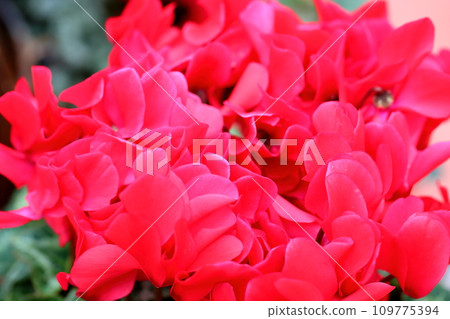 明亮的仙客來花 109775394