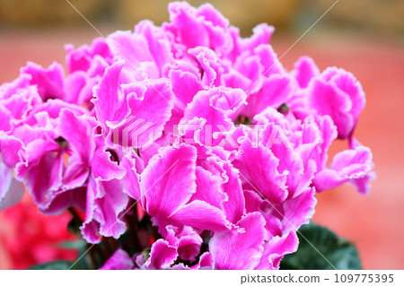 漂亮的仙客來花 109775395