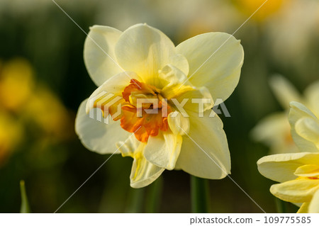 Beautiful narcissus flowers bloom in the spring garden. Beautiful narcissus flowers bloom in the spring garden. 109775585