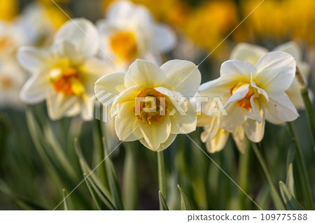 Beautiful narcissus flowers bloom in the spring garden. Beautiful narcissus flowers bloom in the spring garden. 109775588