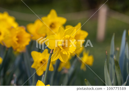 Beautiful narcissus flowers bloom in the spring garden. Beautiful narcissus flowers bloom in the spring garden. 109775589