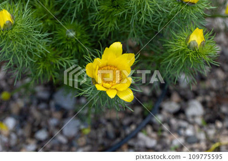 Adonis vernalis is a Pheasant's Eye with yellow flowers in rock garden 109775595