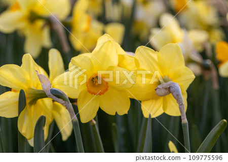 Beautiful narcissus flowers bloom in the spring garden. Beautiful narcissus flowers bloom in the spring garden. 109775596