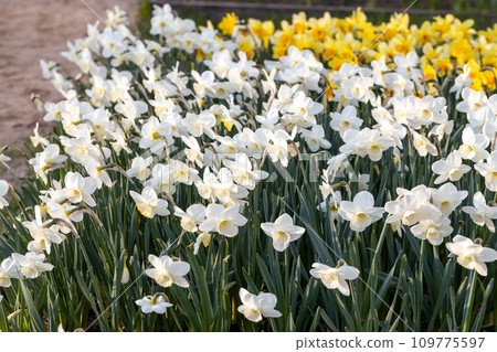 Beautiful narcissus flowers bloom in the spring garden. 109775597