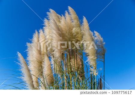 Cortaderia selloana pumila silver yellow plant pampas grass foliage Cortaderia selloana pumila silver yellow plant pampas grass foliage 109775617