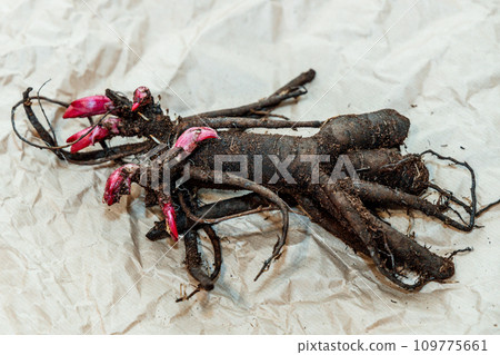Planting peony bartzella roots into the ground 109775661