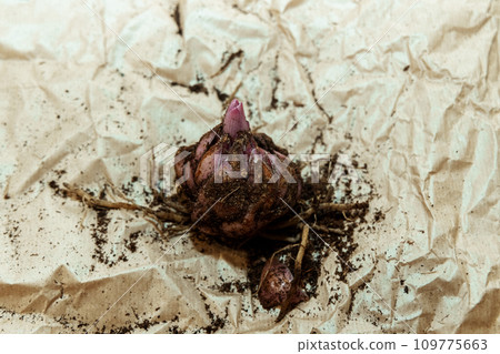 lily bulb with a new sprout 109775663