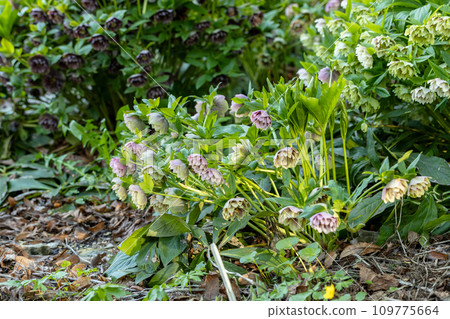 Double green pink Helleborus hybrid in flower  109775664
