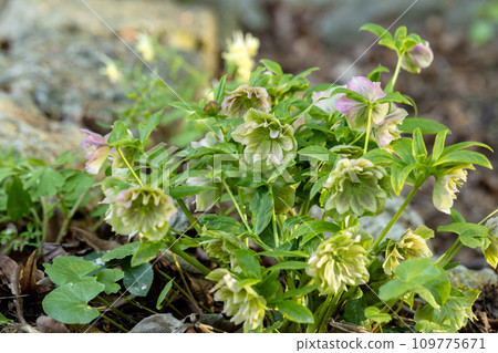 Double green pink Helleborus hybrid in flower  109775671