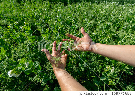 Hands holding a pea flower blooming on the branches of plants in the fields 109775695