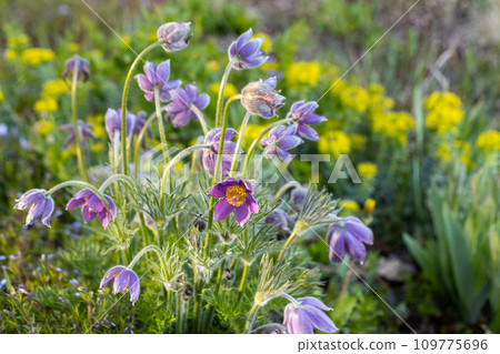 Pulsatilla vulgaris Lumbago flowering in the garden. Dream-grass flowers blooming in the spring. 109775696