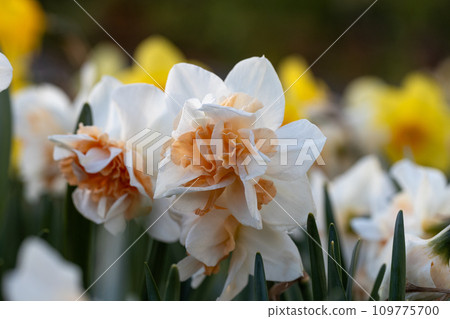 White and pink Double daffodils Narcissus Delnashaugh bloom in a garden in April White and pink Double daffodils Narcissus Delnashaugh bloom in a garden in April 109775700