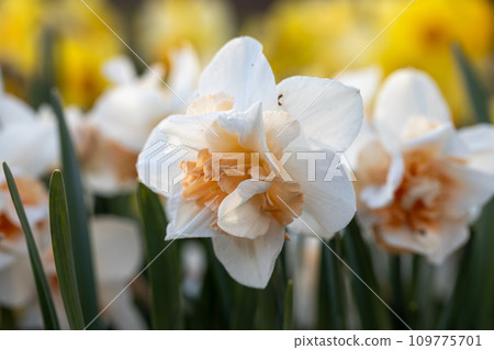 White and pink Double daffodils Narcissus Delnashaugh bloom in a garden in April White and pink Double daffodils Narcissus Delnashaugh bloom in a garden in April 109775701